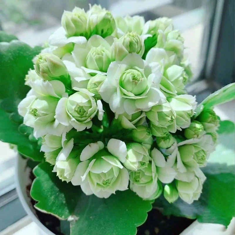 【绿巴黎】茉莉花坊长寿花 绿白色带花苞重瓣盆栽