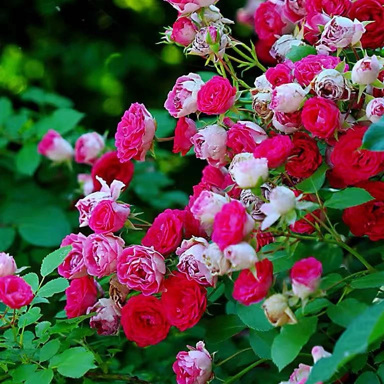 胭脂扣月季 3米多季爬藤本月季花苗阳台庭院盆栽植物玫瑰繁多花卉