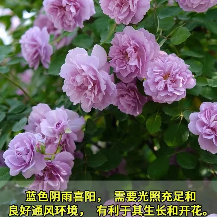 藤本月季大苗蓝色阴雨多季开花适合阳台栅栏庭院爬藤植物花卉盆栽