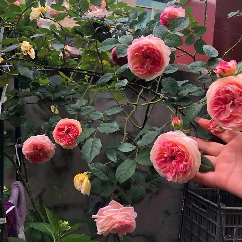 罗斯曼尼詹森月季花大苗阳台庭院地栽攀援特大花浓香耐热植物四季