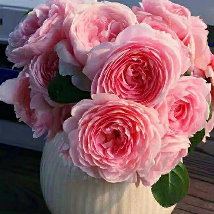 {瑞典女王藤本月季} 强香开花四季循环开花庭院阳台