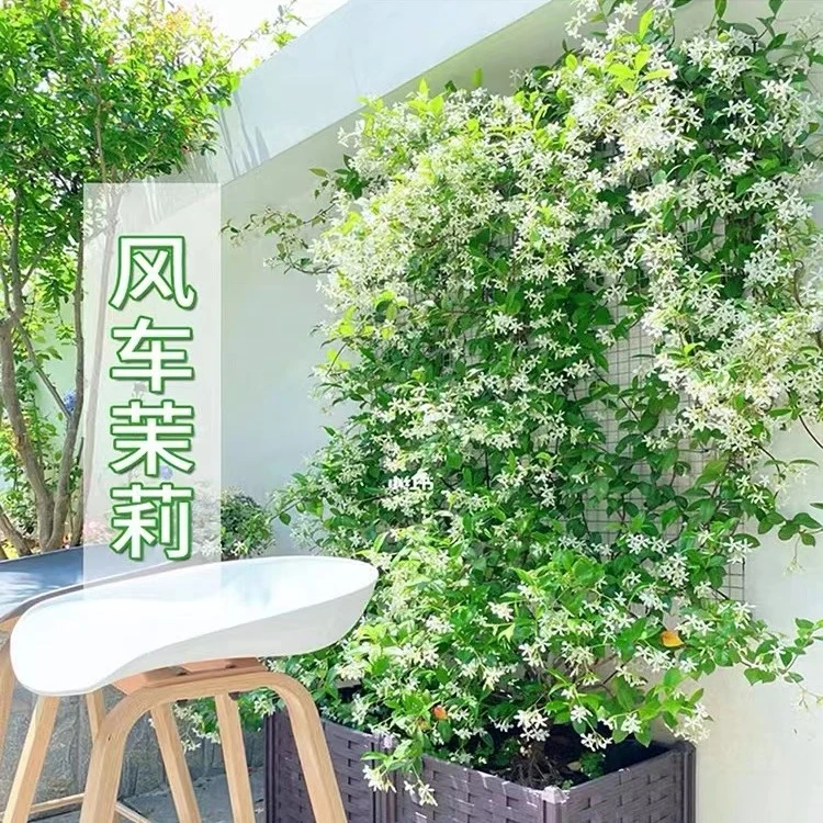 黄色风车茉莉花卉蔷薇花苗带花苞四季开花大苗拱门栅栏爬藤黄色