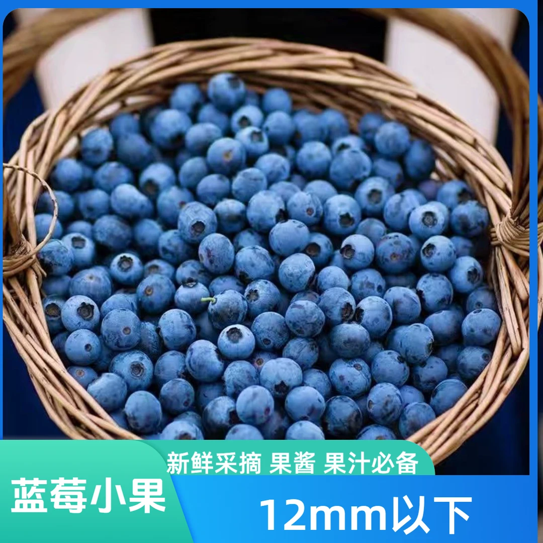 【蓝莓小果】2斤 12mm以下 新鲜现摘 现发蓝莓果汁 蓝莓酱商用批发