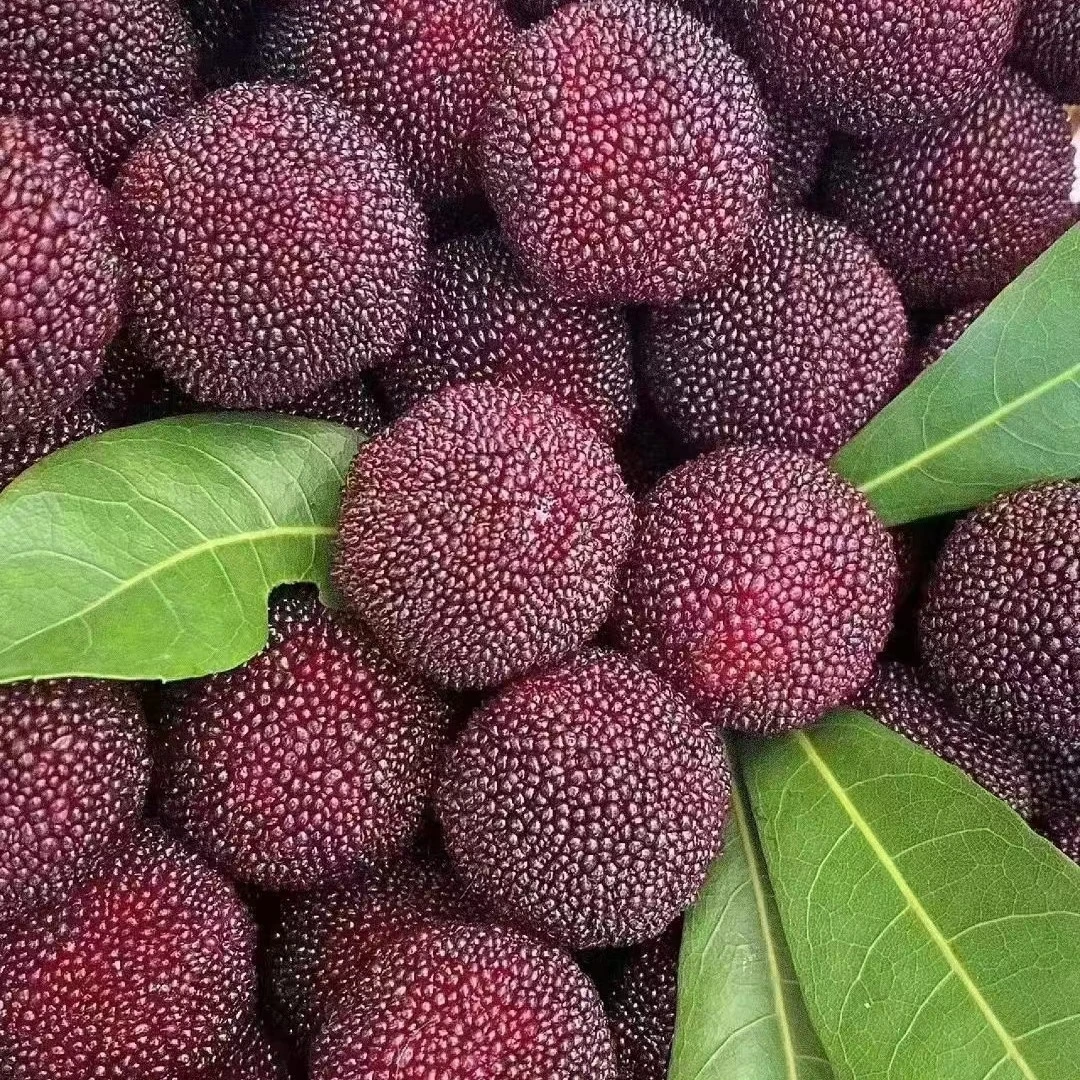 【仙居杨梅】荸荠杨梅，顺丰江浙沪皖包邮