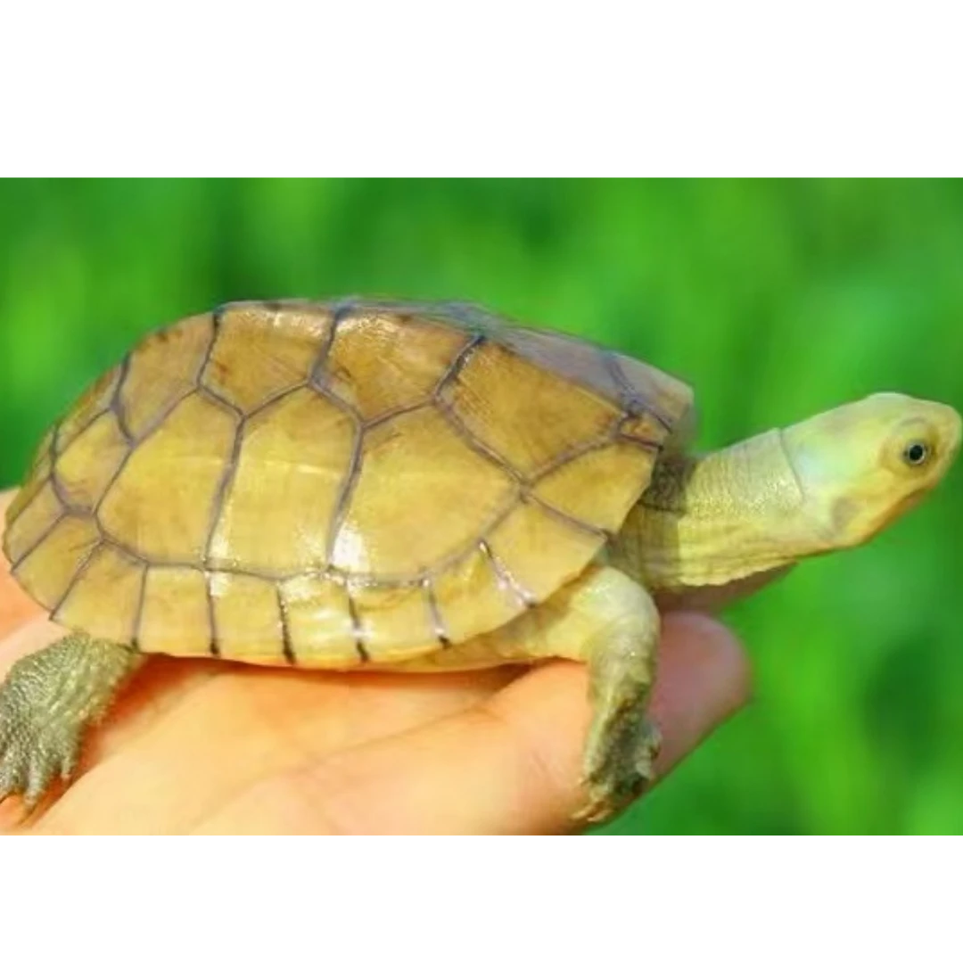 【直播选龟】人工繁育观赏宠物乌龟