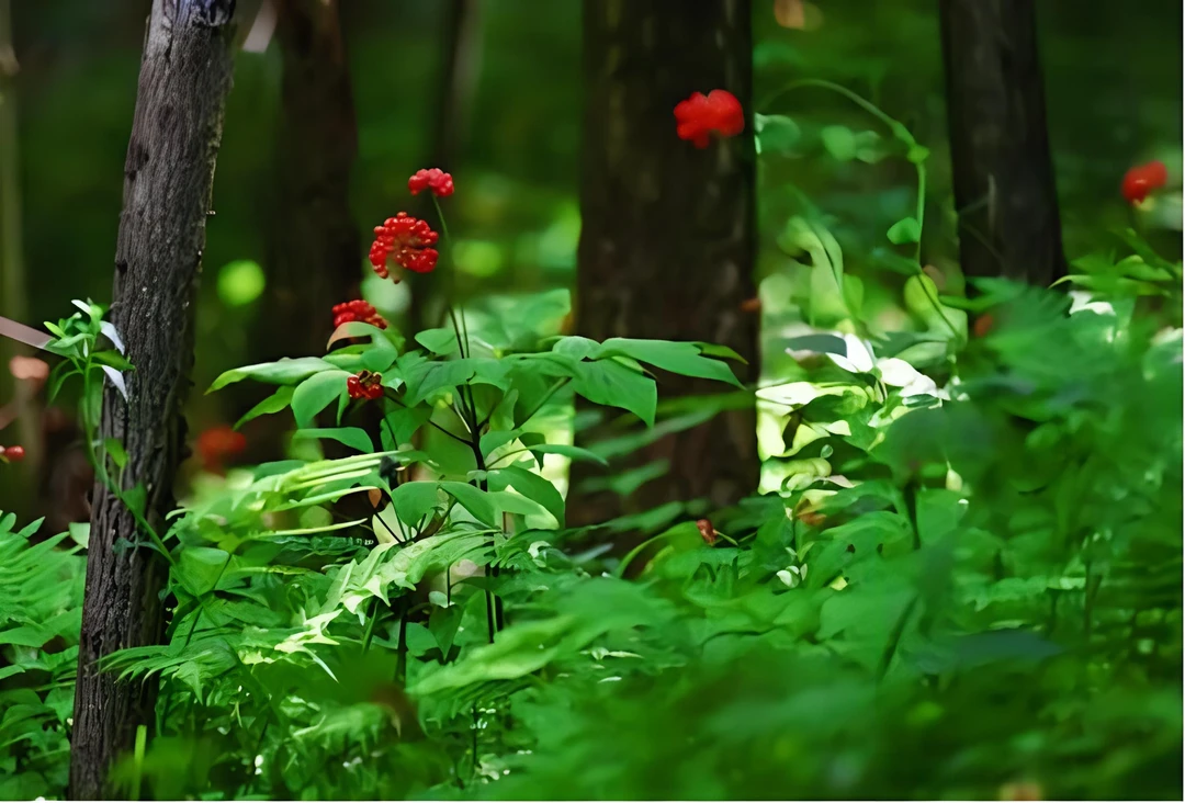 长白山  野山参  一图一拍改价