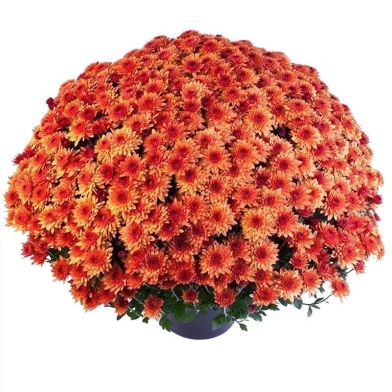 千头菊四季菊花耐热重瓣菊花种子阳台庭院盆栽易活花草花卉多色