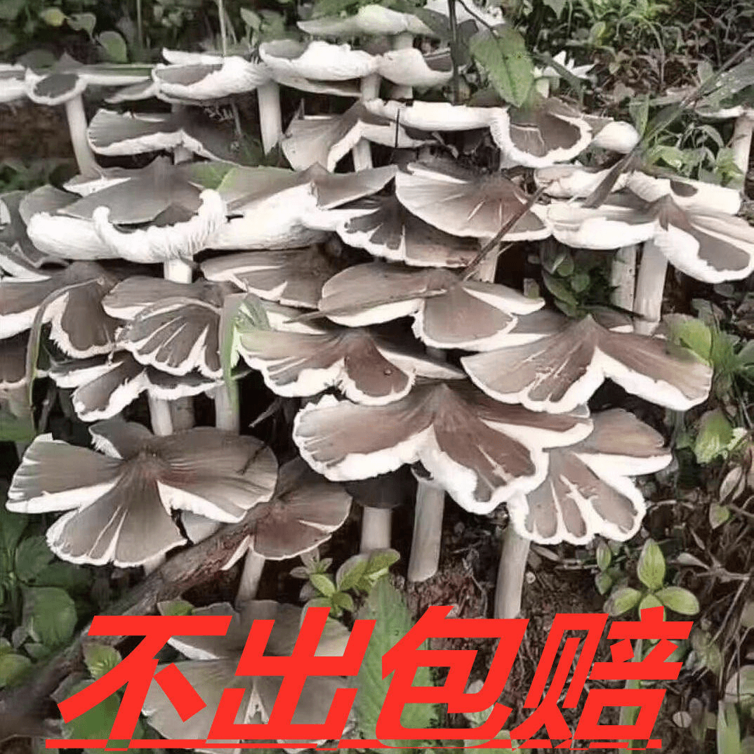 野生鸡枞菌种子云南特产伞把菇三塔菌荔枝菌食用菌人工种植菌种包