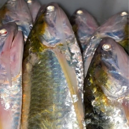 舟山海鲜 新鲜速冻海刀 精品毛刀 3斤/份 顺丰直发