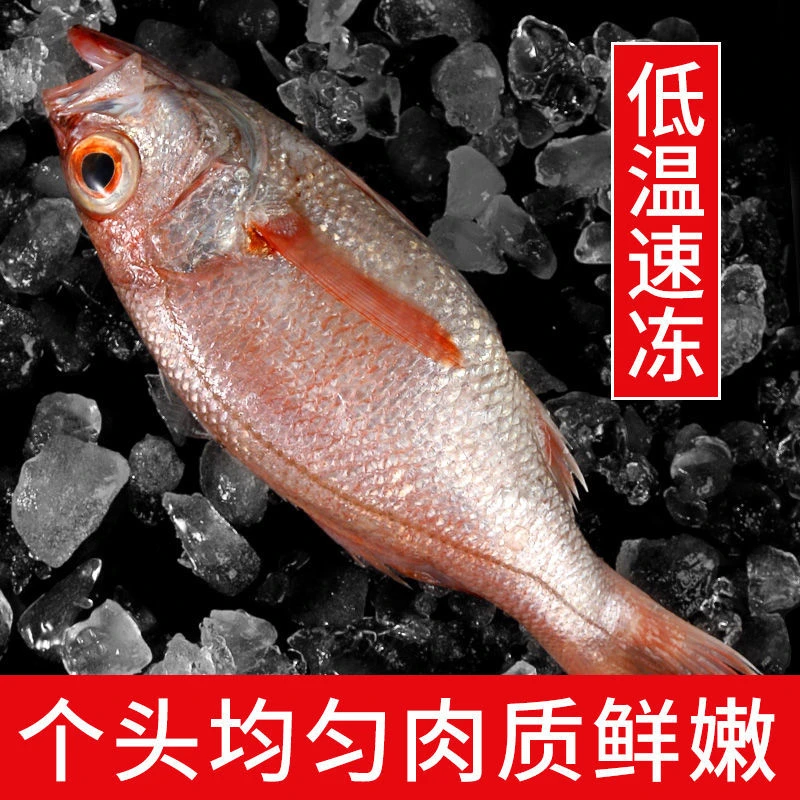 舟山海鲜 新鲜红果鲤 黑喉 鲜活速冻 3-3.5斤装 顺丰直发