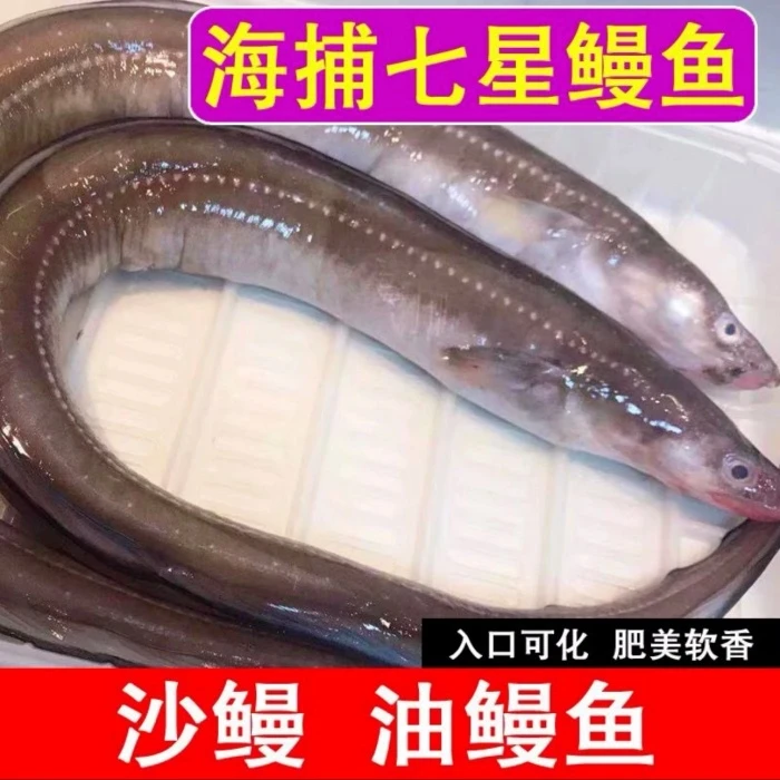 舟山海鲜 新鲜活冻七星鳗鱼 油鳗鱼 沙鳗鱼 一条7两以上 5斤/份