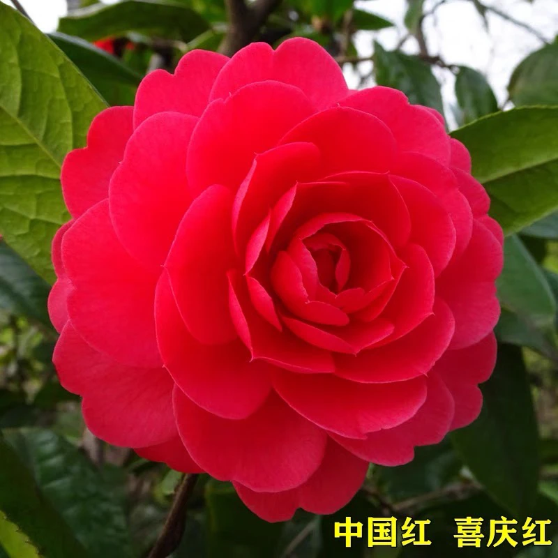 茶花六角大红赤丹带花苞地栽盆栽耐寒阳台庭院苗