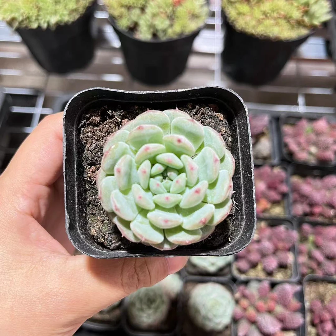 A6 多肉植物  18元包邮（偏远地区除外）白胖子