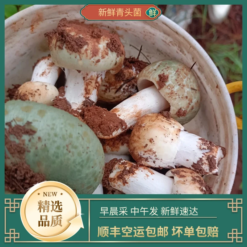 云南野生菌 新鲜甄选青头菌食用 500g-1000g 顺丰冷链空运