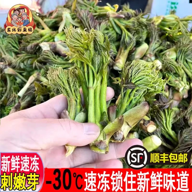 山野菜刺嫩芽新鲜速冻东北特产山菜蘸酱菜刺老芽树头菜包邮