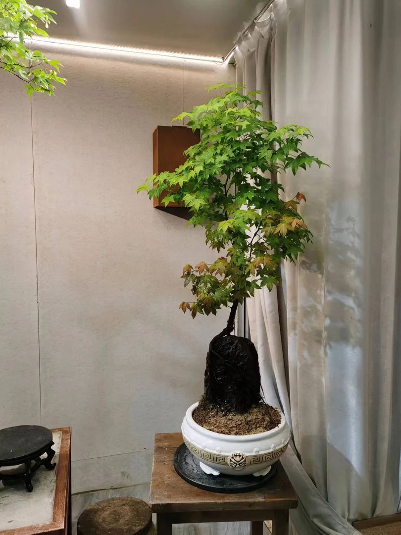 【花之木盆景】盆景一物一拍