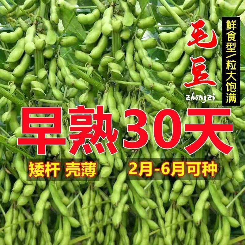 新品矮杆极早熟特大毛豆种子60天高产新鲜黄豆种子日式早青豆毛豆