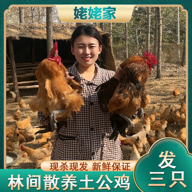 农家散养黑脚公鸡 150天 肉质鲜嫩 3只净重9斤