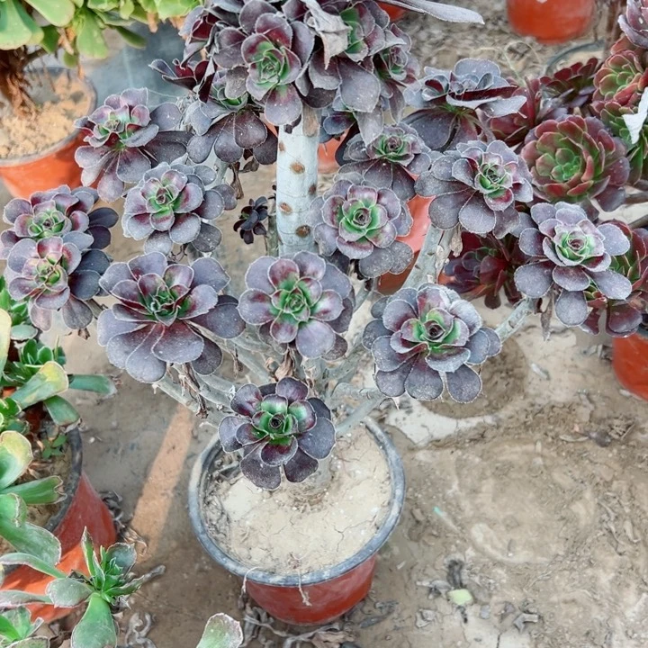 96红圆叶多肉植物