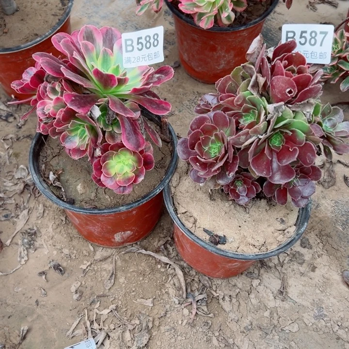 587。588号2颗多肉植物