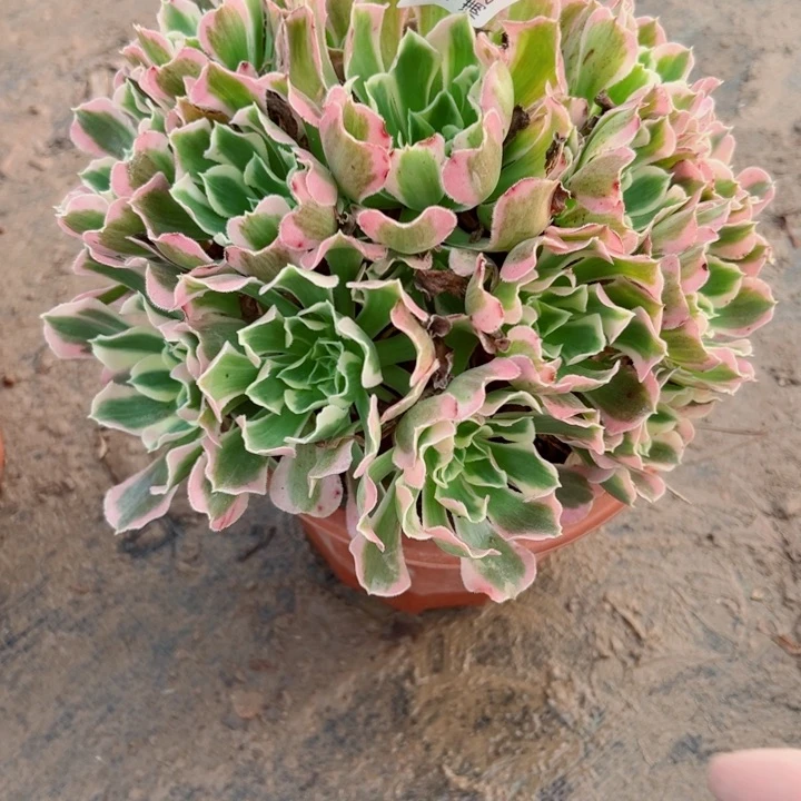 709白凤多多肉植物