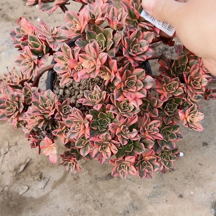 258甜茶多肉植物的