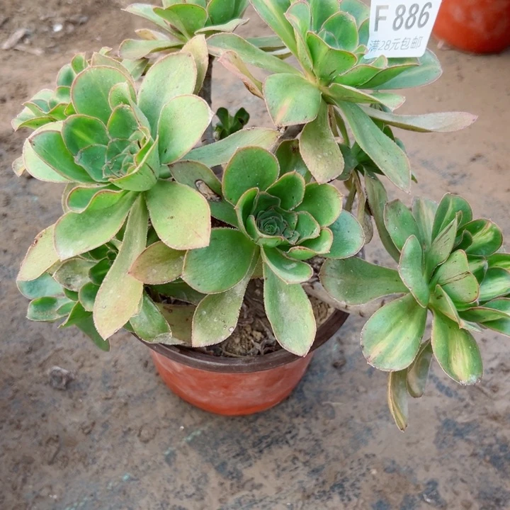 886燕姿中班多肉植物