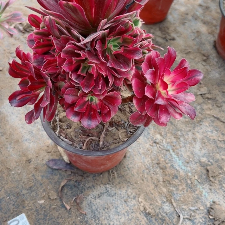 478美杜莎多肉植物