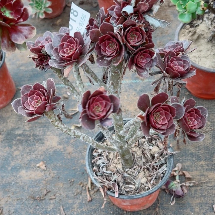 18灰豆多肉植物的营