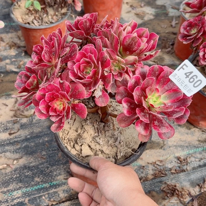 460美杜莎多肉酱，