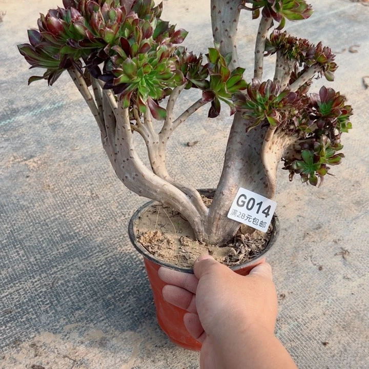 14黑缀多肉植物的