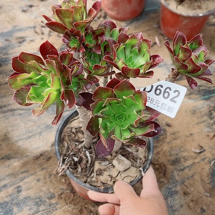 662黑法师多肉植物