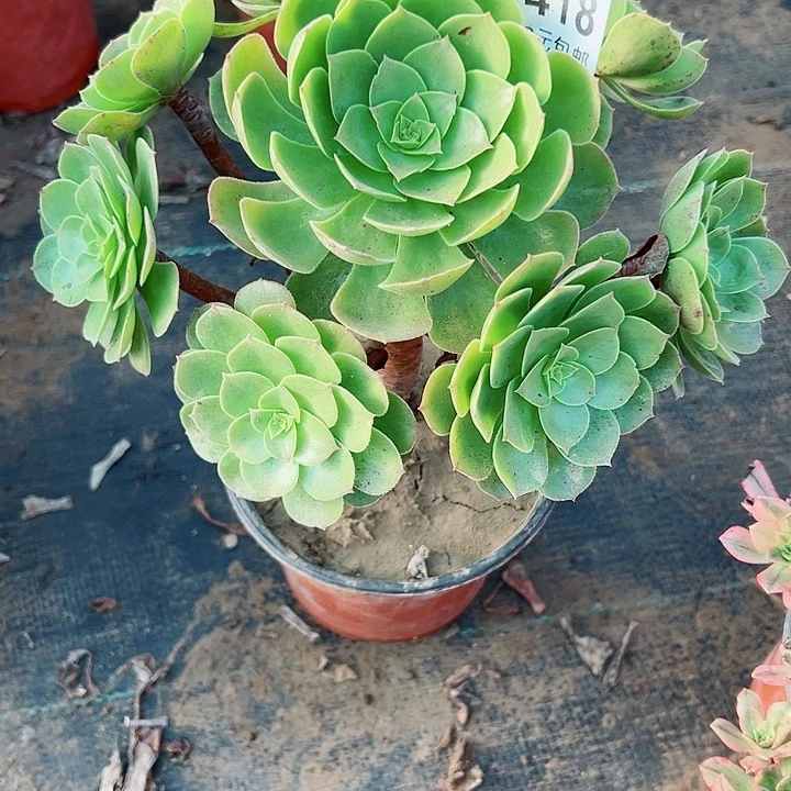 418万圣节多肉植物