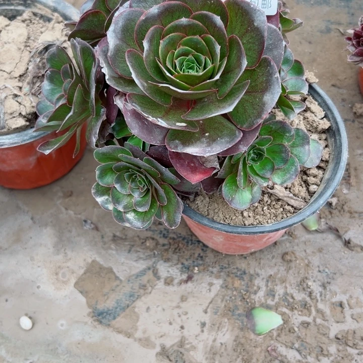 483美金多肉植物