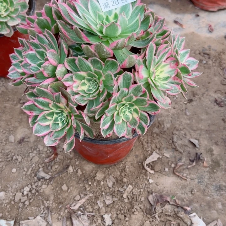 496海王多肉瑕疵多肉