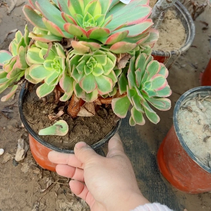 811奶白多肉植物