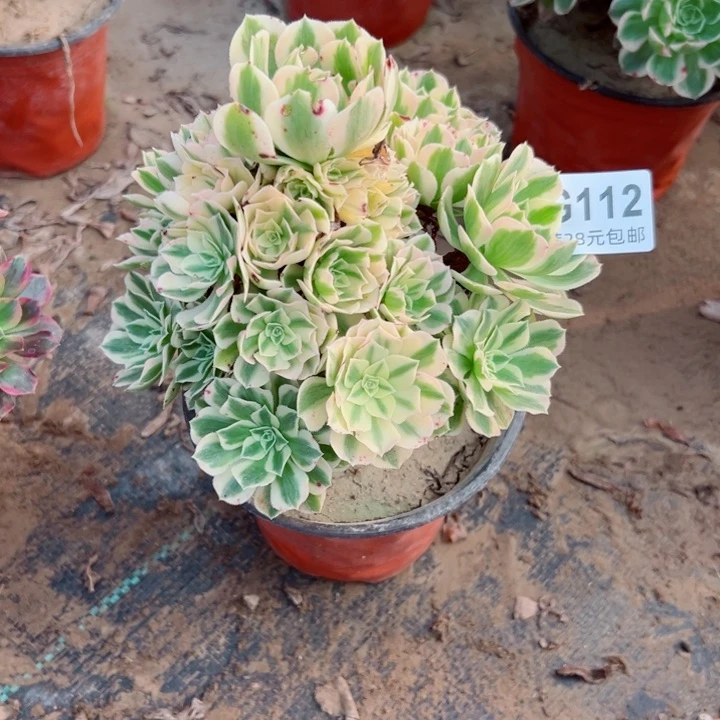 112迈巴赫多肉植物的