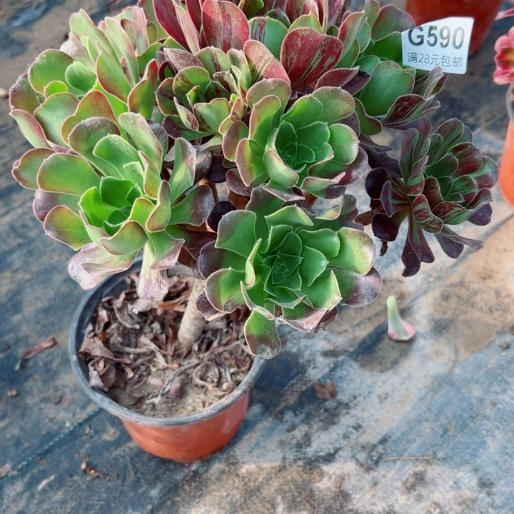 590欧若拉多肉植物