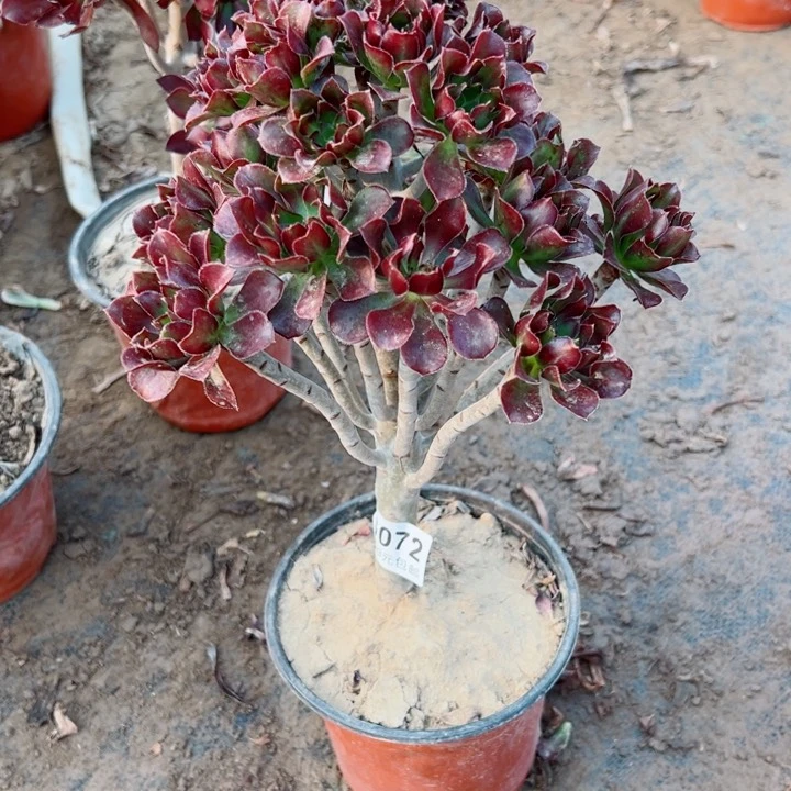 72黑法师多肉植物的