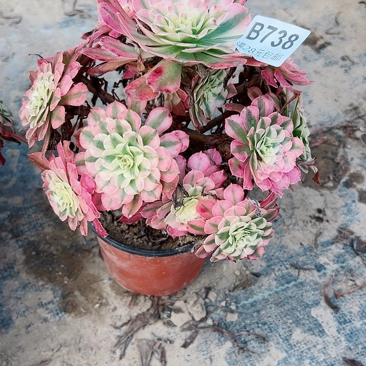 738铜白多肉葡式