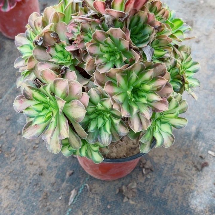 569韶华多肉植物的