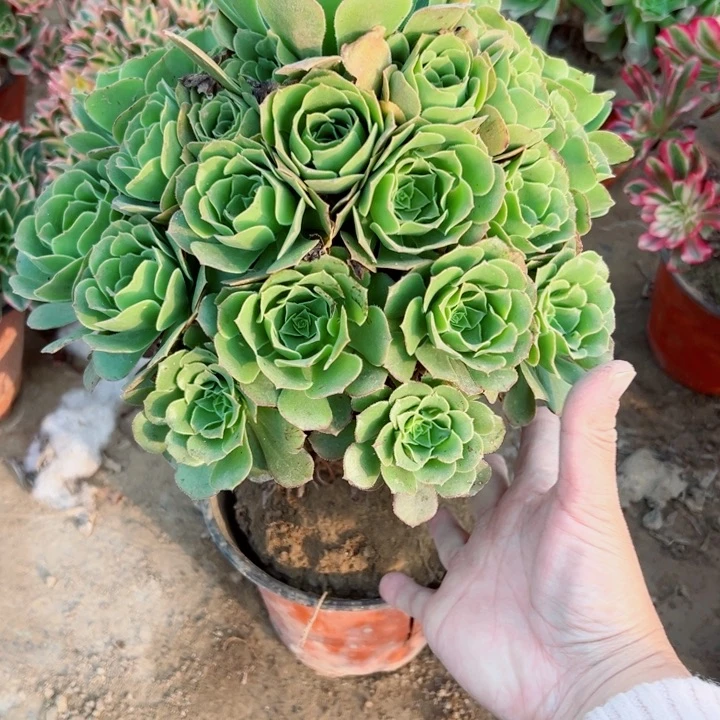 91绿羊绒多肉植物的