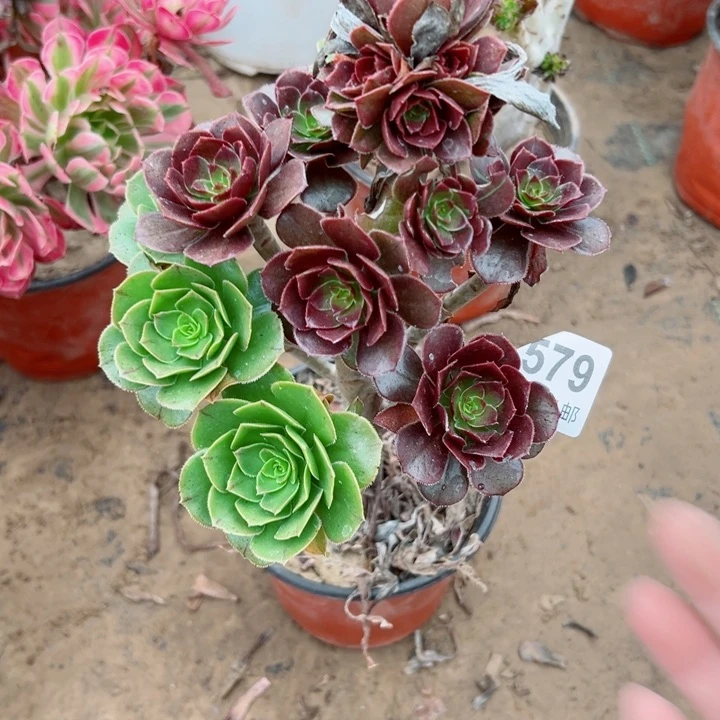 579灰豆多肉植物