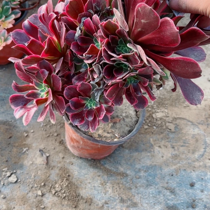 798金丝肉植物的