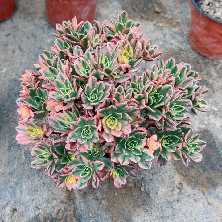 631甜茶多肉植物