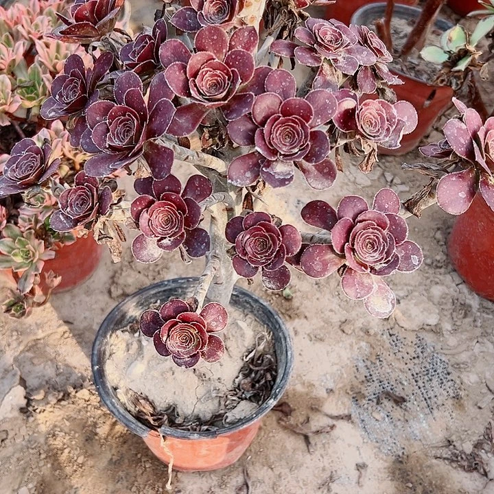 730红圆叶多肉植物