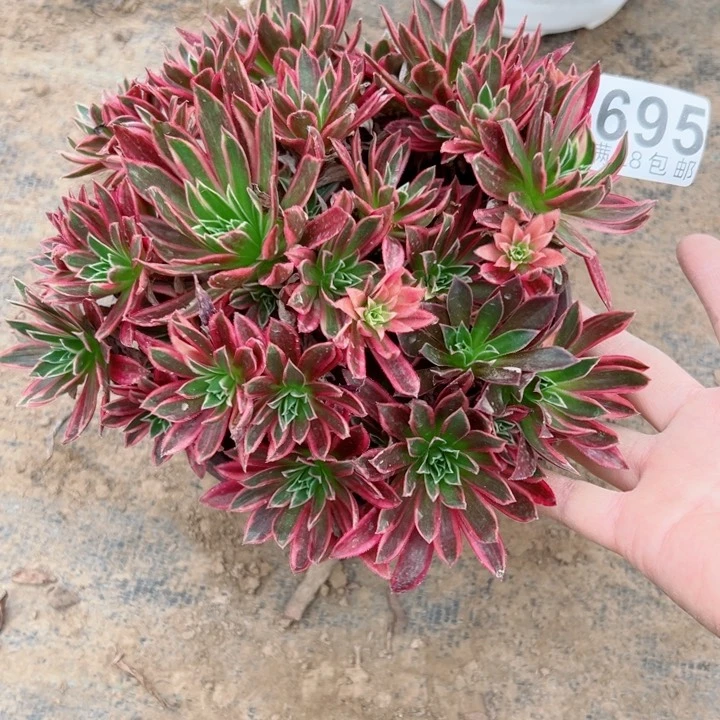695凤凰锦多肉植物