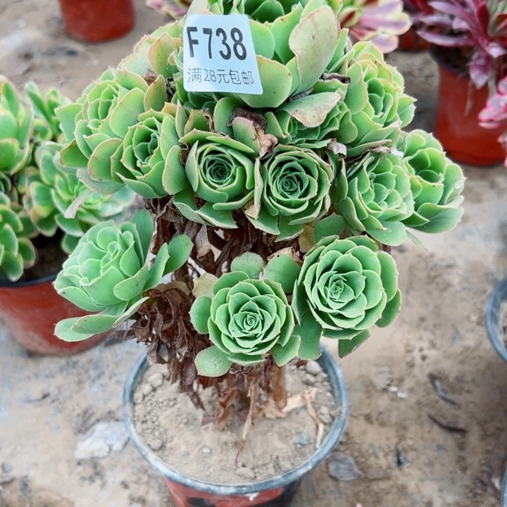 738l绿羊绒多肉植物
