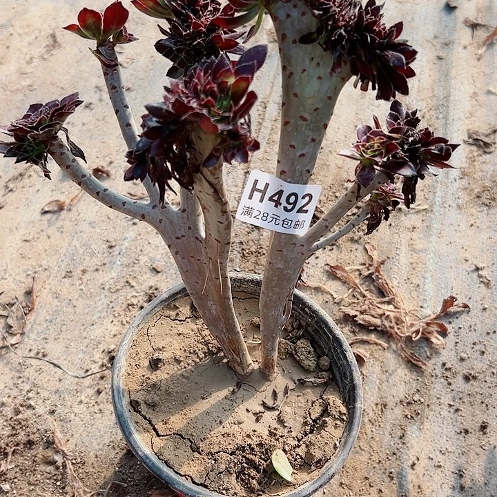 492黑豆多头多肉