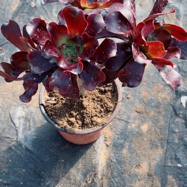 368无毒多肉植物的